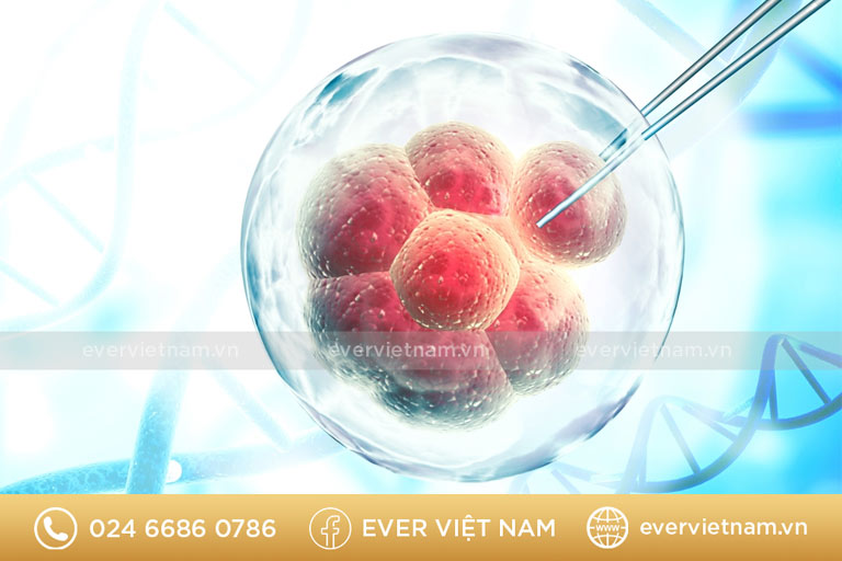 Đa phần tế bào gốc sử dụng trong liệu trình được lấy từ mô mỡ tự thân