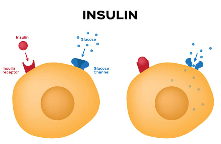 Insulin là hormone cần thiết để kiểm soát lượng đường trong máu