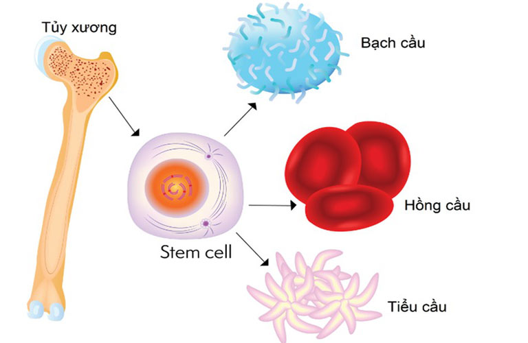 Hỗ trợ điều trị bệnh ung thư máu bằng tế bào gốc máu