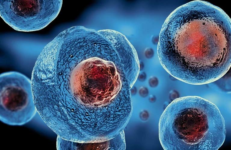 Khả năng đặc biệt của tế bào gốc là tự phân tách và biệt hóa