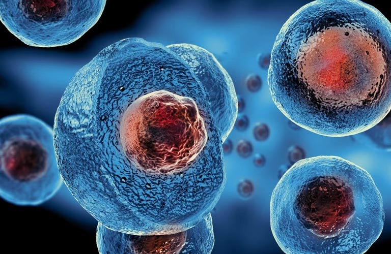 Tế bào gốc đã được các nhà khoa học nghiên cứu từ những năm 1950
